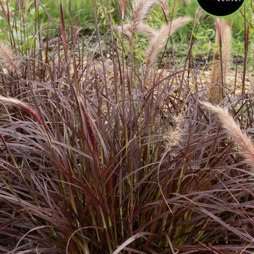 Purple Fountain Grass at Garden Center of Las Cruces