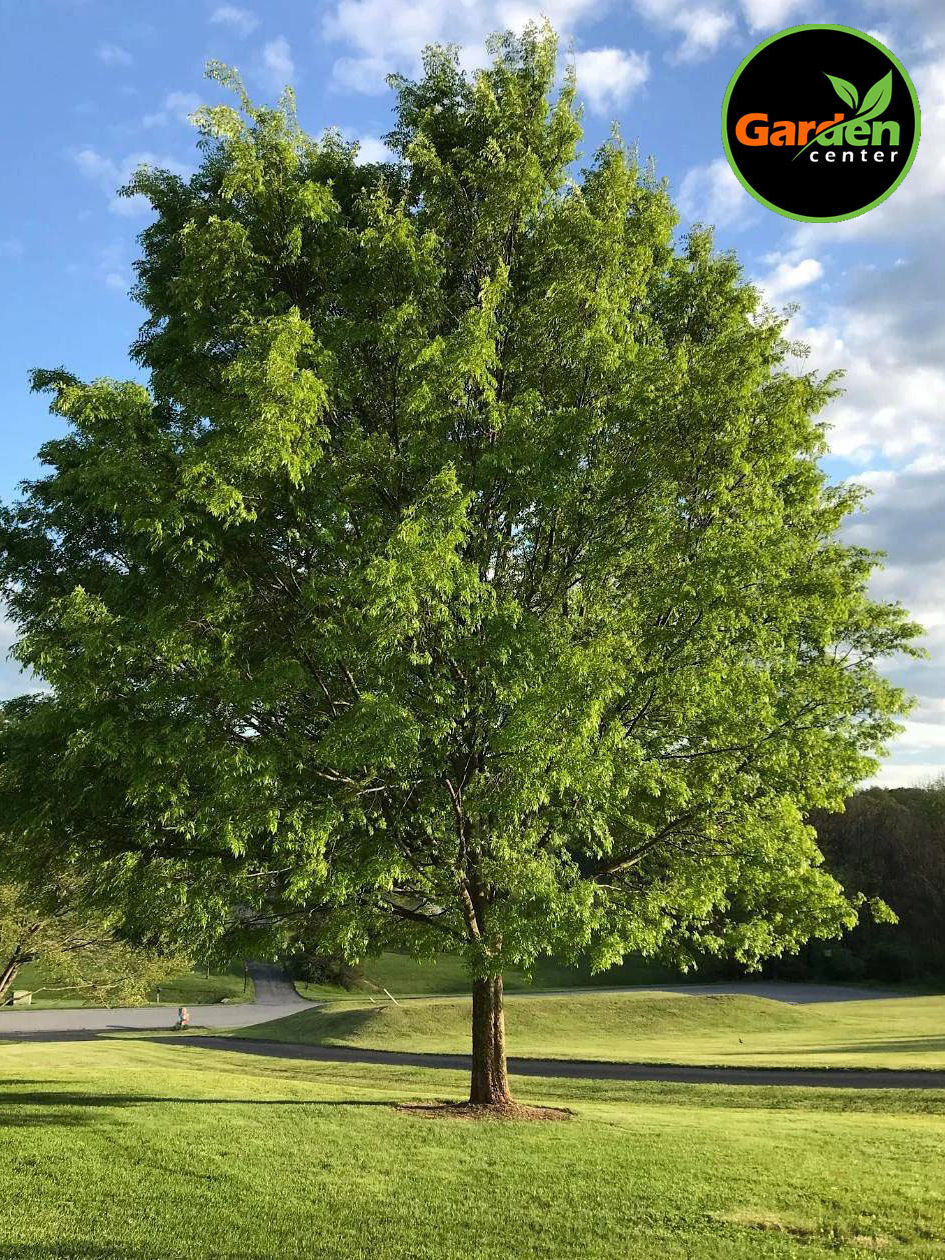 Lacebark elm (Ulmus parvifolia) shade tree with dense green canopy, available at Garden Center