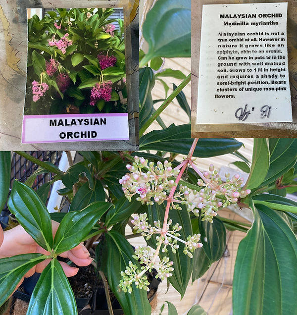 theft in nursery industry - Medinilla myriantha - Malaysian Orchid 2026.jpg