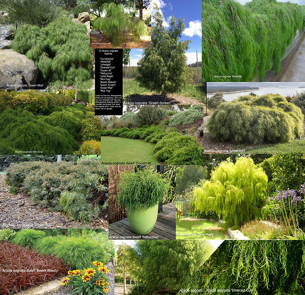 12 Acacia cognata hybrids.jpg