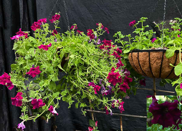 stolen Petunia 'Giant Cherry' - Petunia X Hybrida Grandiflora, seed from etsy Poland 16th