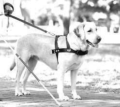 cane-guida-per-non-vedenti_edited.jpg