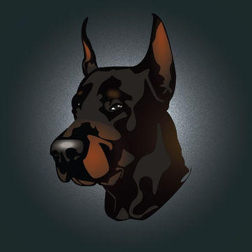 doberman dog breed on grey background