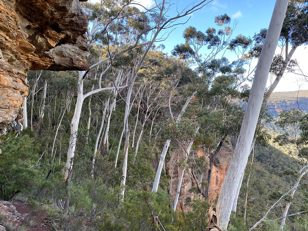 000 Medlow cliff trees.jpg