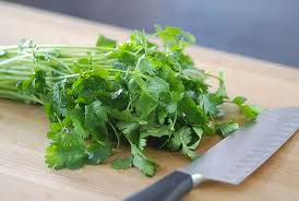Cilantro 1 bunch