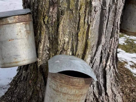 Maple Buckets Popping Up in Andover