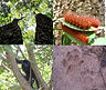 flora fauna.jpg