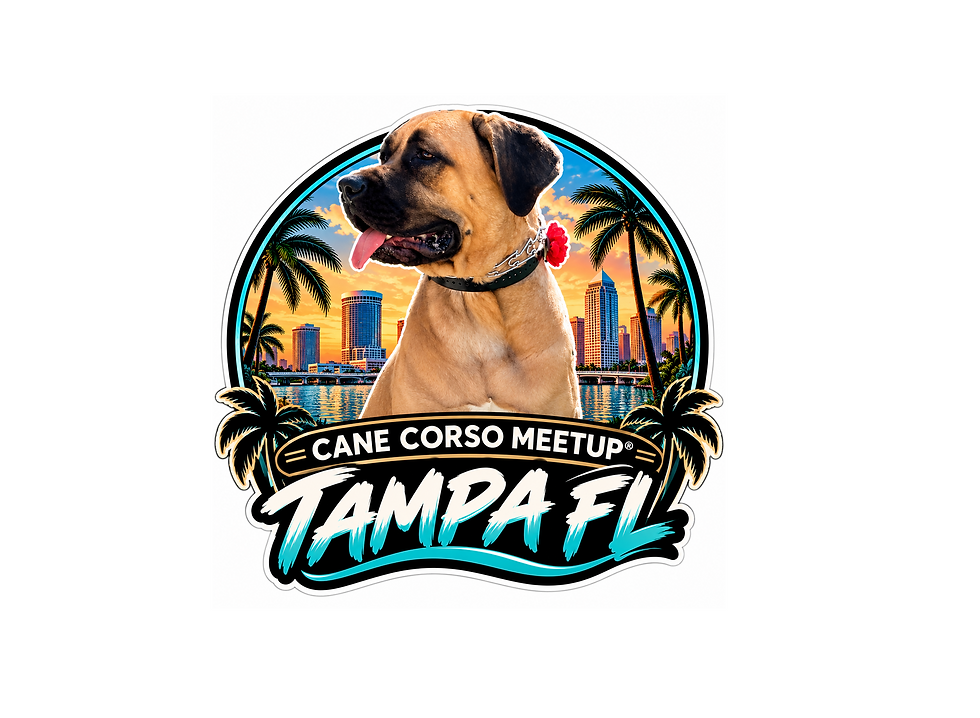 Cane Corso Meetup® – Tampa Florida