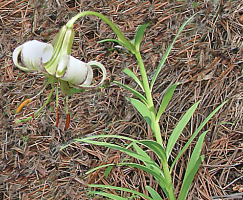 Lilium polyphyllum