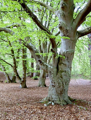 falsterbo_stadspark_1.jpg