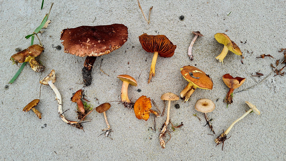 Svampexkursion med Nils-Arvid Andersson