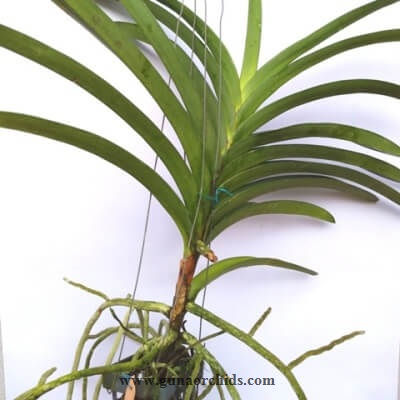 Thumbnail: Vanda Dr.Anek x Peleiloomer BS