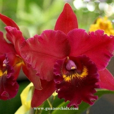 Cattleya Hey Song Tian Mu BS