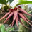 Thumbnail: buy bulbophyllum krairit vejvarut orchid online
