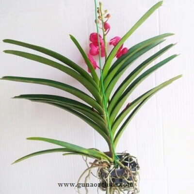 Thumbnail: Vanda Ascda. Fuchs Joy x Yip Sum Wah BS