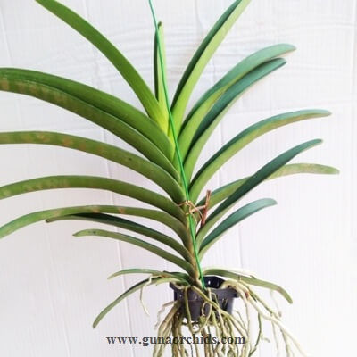 Thumbnail: Vanda Gordon Dillon x Varut Leopard BS