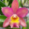 Cattleya Galaxy Red BS