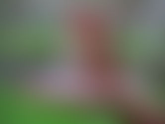 Weather Safety: Secure and Informed Roofing Solutions for Homeowners