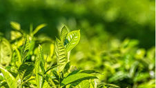 Teavigo® as Supplement