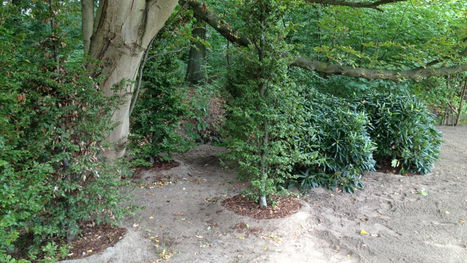 pflanzung_Galabau_Kallweit-2