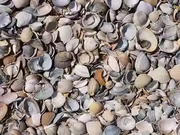 Muscheln_Nordsee_Ostfriesland