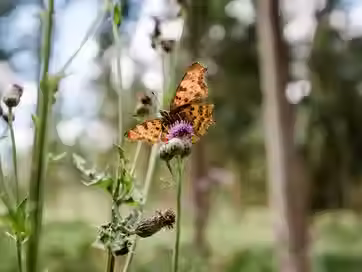 Naturpark_Lueneburger_heide_Schmetterling_Wanderung