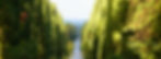 The famous Viale dei Cipressi