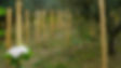 Camposasso - REB07902.JPG