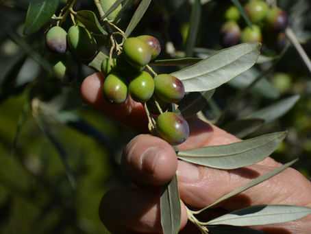 How to choose good olive oil?