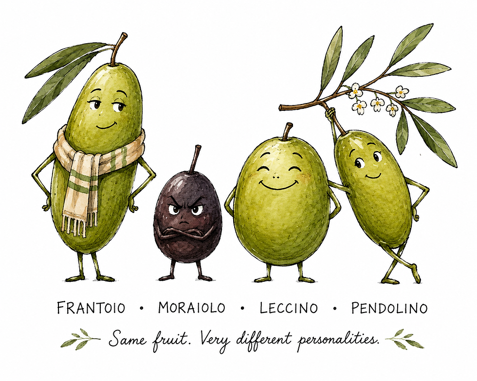 4 Tuscan olive varieties illustration