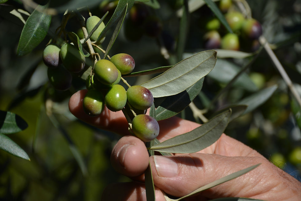 Veraison of the olives in September