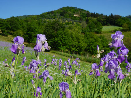 No, the symbol of Florence is not a lily