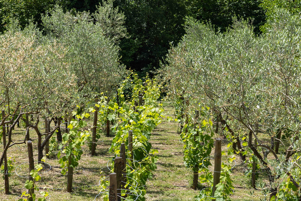 Reimagining "Coltura Promiscua" at Podere Campo Sasso