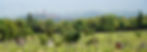 View over San Gimignano from the highest lying vineyards