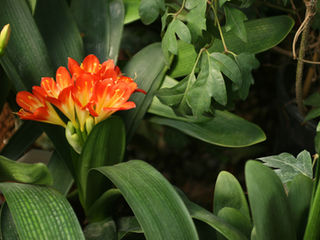 Gardening in the Shade