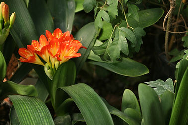 Tropical Flowers