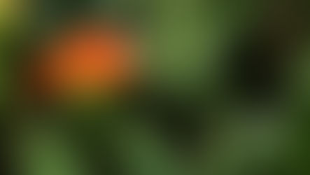 Renfrew’s Best Garden Contest Returns in Summer 2026