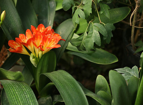 Tropical Flowers