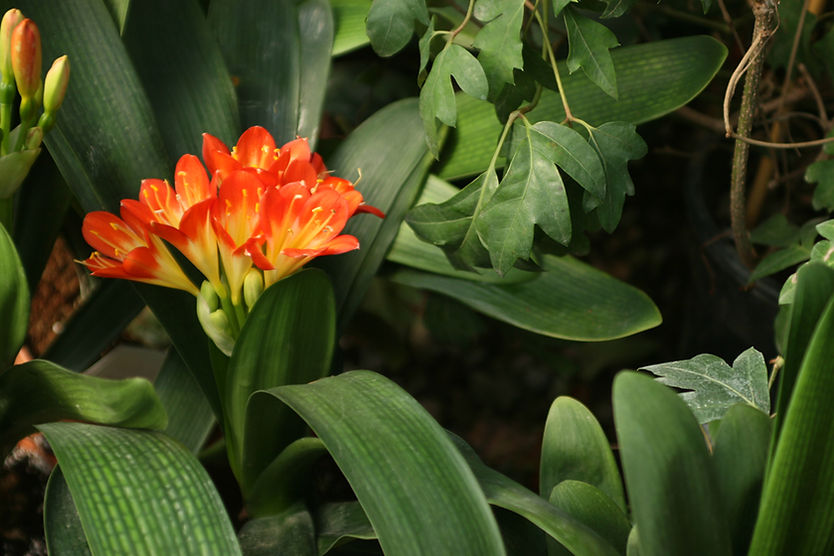 Tropical Flowers