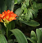 Orange Flower Cluster