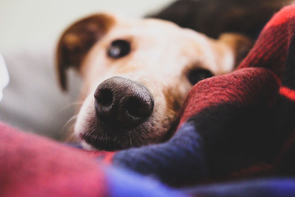Um cachorro deitado em um cobertor olhando calmamente pra câmera