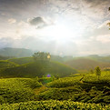 Munnar Hills