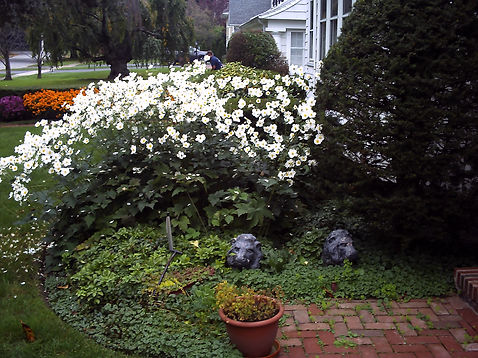 Landscaping - Before