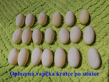 Oplodněná.jpg
