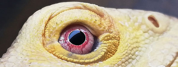 131266943_2819086701699847_4744089419922593251_n_edited.jpg