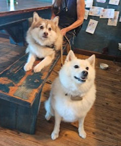 dogs2_edited.jpg