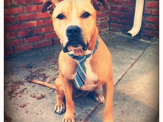 Accessorizing Your Boxer