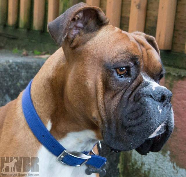 Hematoma In Dogs Ear Home Remedy - Goldenacresdogs.com