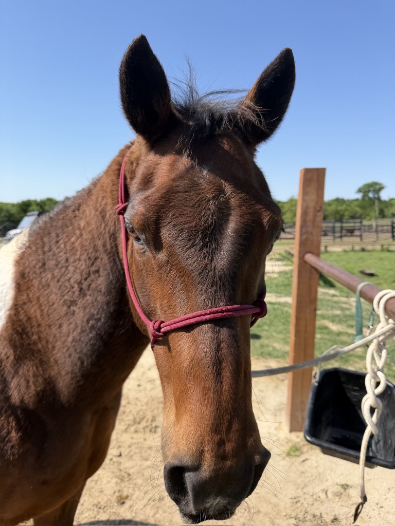 Handsome guy got a new halter and looks stunning.