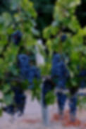 2A3A3279 (2)_edited_edited.jpg